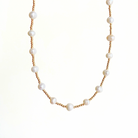 COLLAR DAKOTA